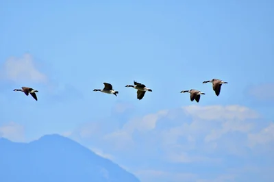 Quelles sont les qualités essentielles d&rsquo;un leader inspirant et efficace ?